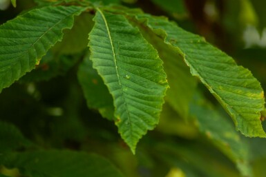 Aesculus pavia hochstamm 12/14