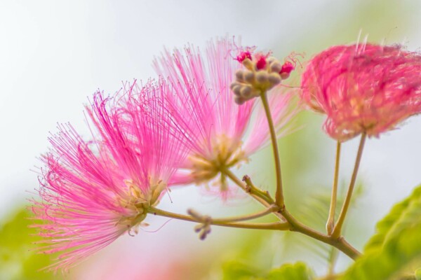 Albizia julibrissin