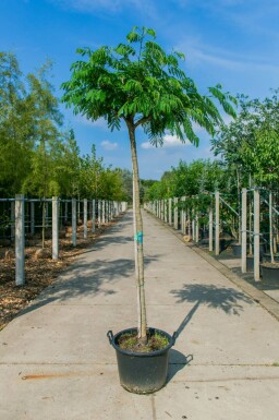 Albizia julibrissin hochstamm