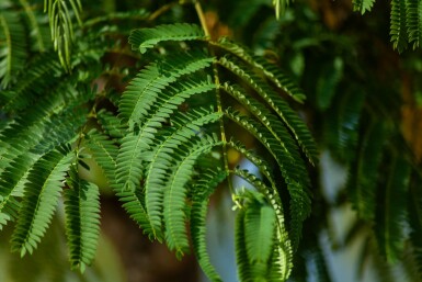 Albizia julibrissin hochstamm 4/6