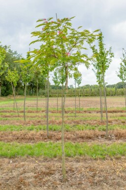 Albizia julibrissin hochstamm 4/6