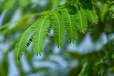 Albizia julibrissin hochstamm 4/6