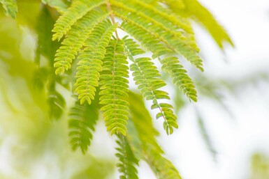 Albizia julibrissin hochstamm 4/6