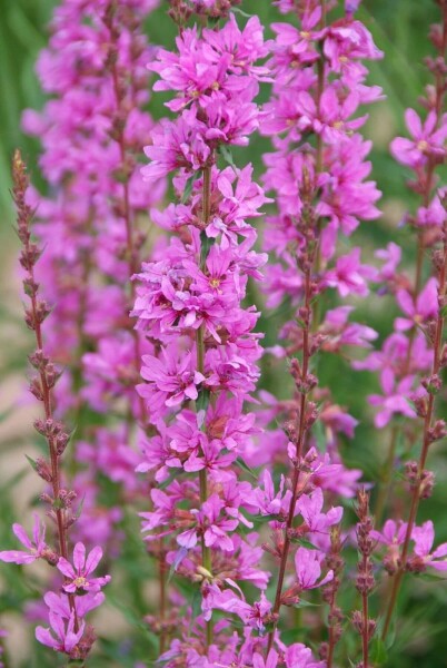 Lythrum salicaria 'Robert'