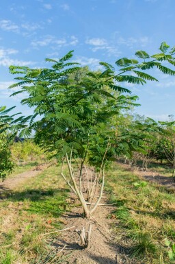 Albizia julibrissin mehrstämmig