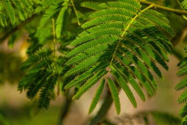 Albizia julibrissin mehrstämmig