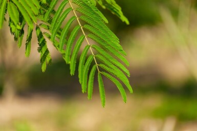 Albizia julibrissin mehrstämmig 200-250