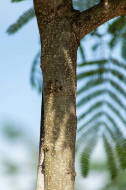 Albizia julibrissin mehrstämmig 200-250