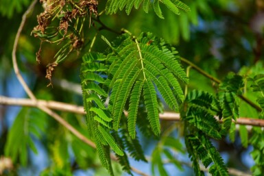 Albizia julibrissin 'Ombrella' hochstamm