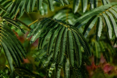 Albizia julibrissin 'Ombrella' hochstamm 10/12