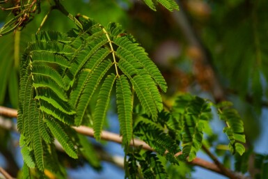 Albizia julibrissin 'Ombrella' hochstamm 10/12