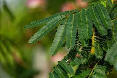 Albizia julibrissin 'Ombrella' hochstamm 10/12