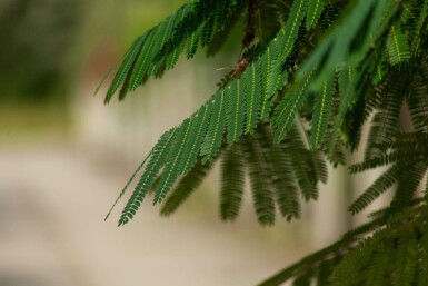 Albizia julibrissin 'Ombrella' hochstamm 10/12