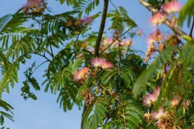 Albizia julibrissin 'Ombrella' hochstamm 10/12