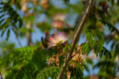 Albizia julibrissin 'Ombrella' hochstamm 10/12