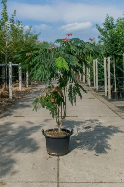 Albizia julibrissin 'Ombrella' mehrstämmig