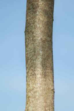 Albizia julibrissin 'Ombrella' mehrstämmig 200-250