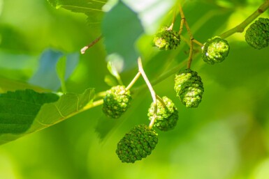 Alnus glutinosa