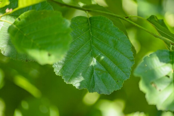 Alnus glutinosa