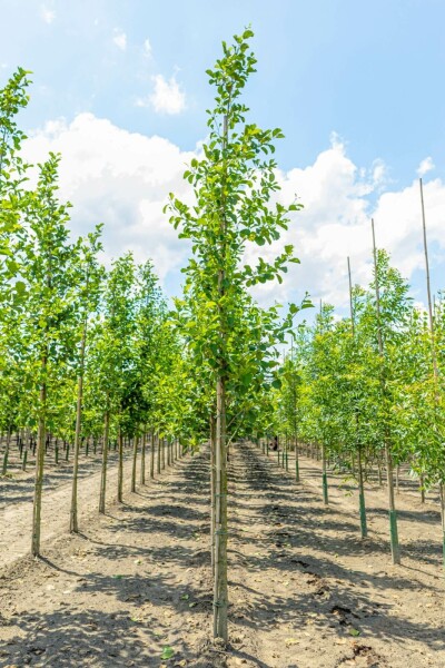 Alnus glutinosa hochstamm 10/12