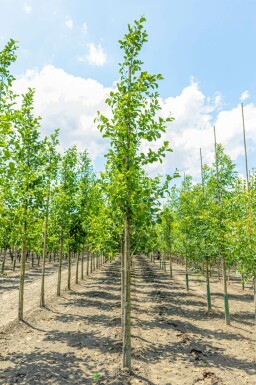 Alnus glutinosa hochstamm