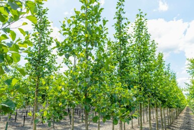 Alnus glutinosa hochstamm