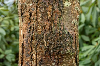 Alnus glutinosa hochstamm 10/12