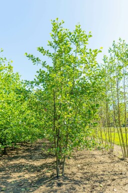 Alnus glutinosa mehrstämmig 200-250