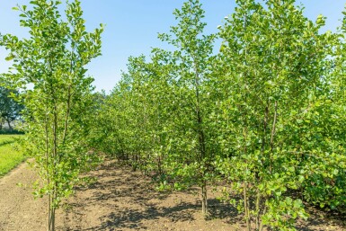 Alnus glutinosa mehrstämmig