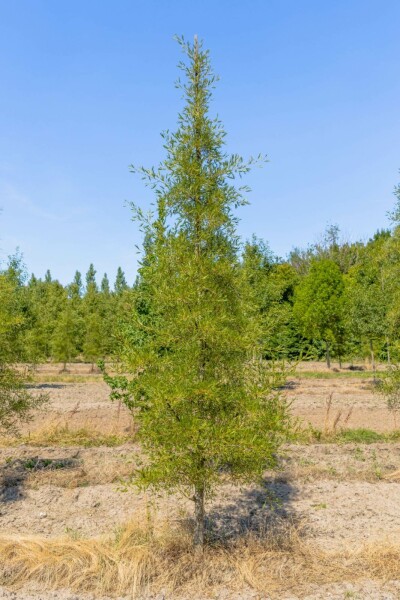 Alnus glutinosa 'Imperialis' mehrstämmig 200-250