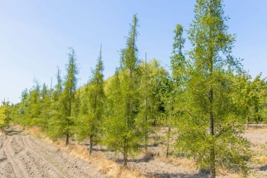 Alnus glutinosa 'Imperialis' mehrstämmig