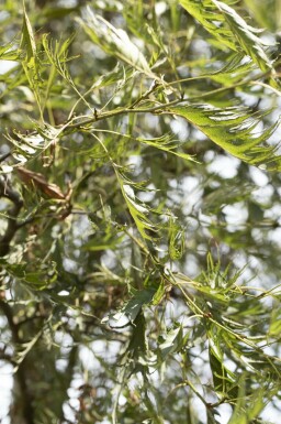 Alnus glutinosa 'Imperialis' mehrstämmig 200-250