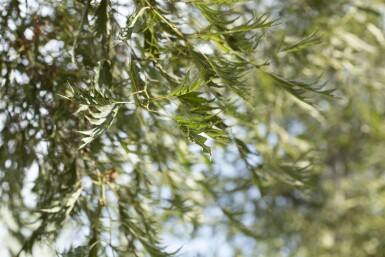 Alnus glutinosa 'Imperialis' mehrstämmig 200-250