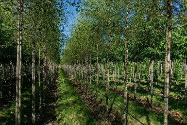 Alnus glutinosa 'Laciniata'