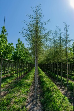 Alnus glutinosa 'Laciniata' hochstamm