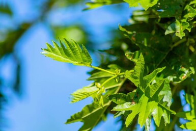 Alnus glutinosa 'Laciniata' hochstamm 10/12