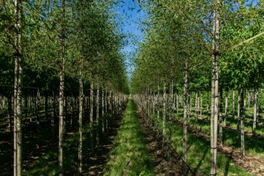 Alnus glutinosa 'Laciniata' hochstamm 10/12