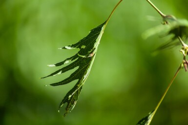 Alnus glutinosa 'Laciniata' hochstamm 10/12