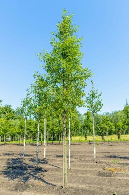 Alnus glutinosa 'Laciniata' hochstamm 10/12