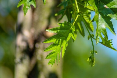 Alnus glutinosa 'Laciniata' hochstamm 10/12