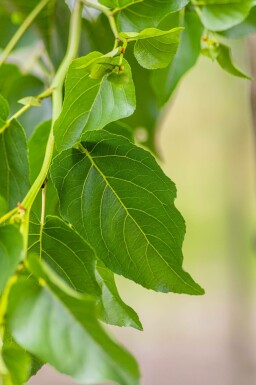 Alnus cordata