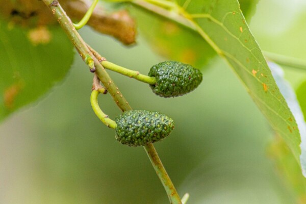 Alnus cordata