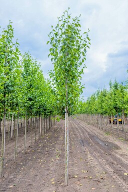 Alnus cordata hochstamm