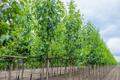 Alnus cordata hochstamm