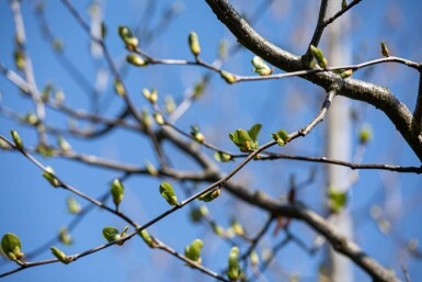 Alnus cordata hochstamm 10/12