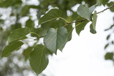 Alnus cordata hochstamm 10/12