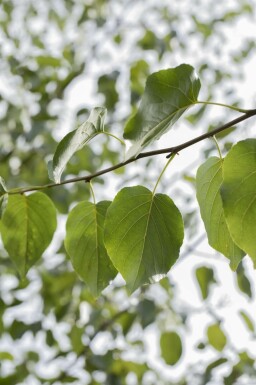 Alnus cordata hochstamm 10/12