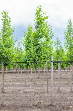 Alnus incana hochstamm