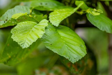 Alnus incana hochstamm 10/12