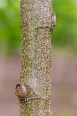 Alnus incana hochstamm 10/12